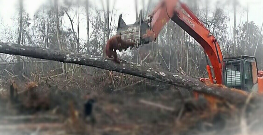 Seekor orangutan sedang menyerang excavator. (Sumber/youtube).
