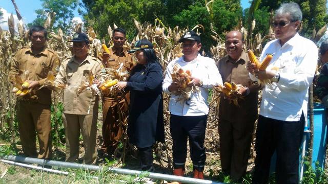 Bupati Samosir foto bersama saat memanen jagung milik kelompok tani.