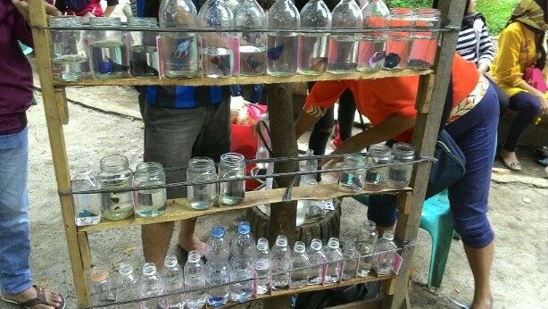 Sejumlah pejual ikan cupang kini bisa ditemukan di Taman Bunga.