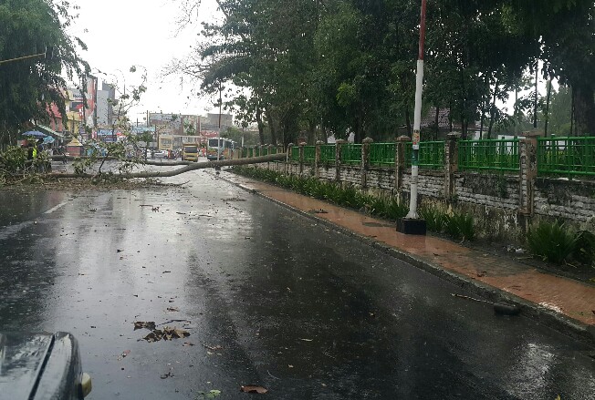Pohon tumbang melintang di badan jalan Sang Naualuh, Sabtu (30/3/2019). (Foto/Henry Tedi Silalahi).