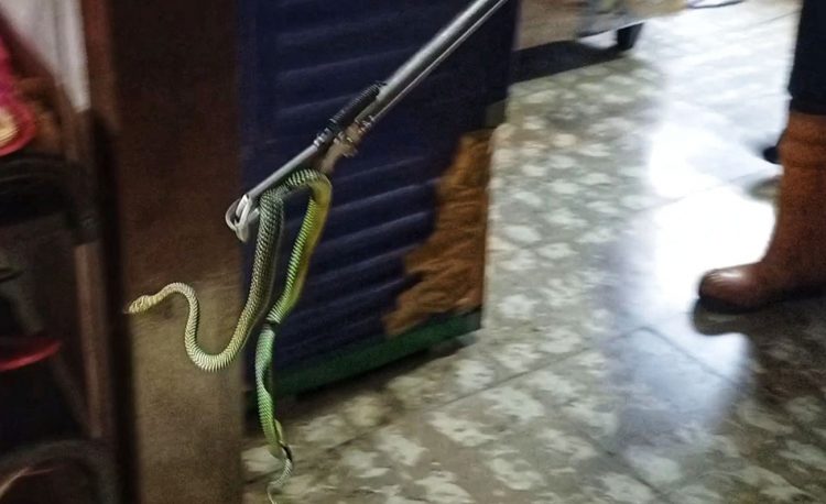 Ular yang dievakuasi Damkar Siantar dari kamar tidur salah seorang warga, Kamis (18/2) sore. (isiantar/nda).