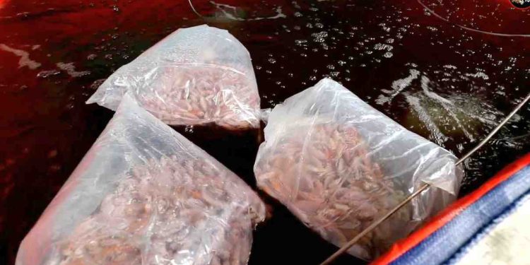 Ilustrasi bibit ikan.